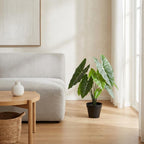 Kunstplant Alocasia Polly, groeiwijze van de plant