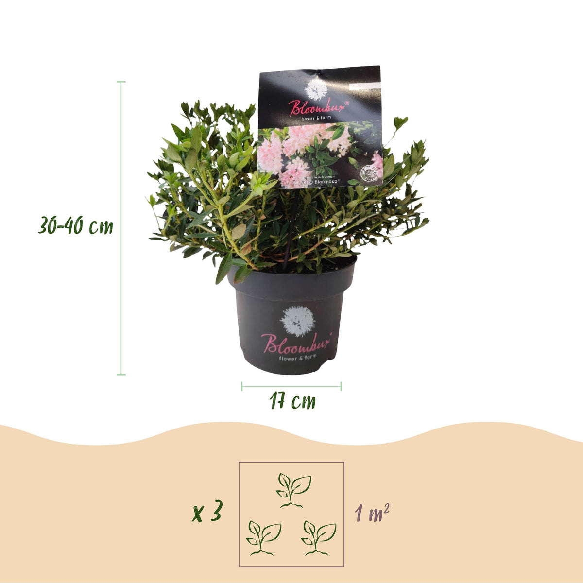 Bloombux Light Pink, dwergrhododendron met buxusvorm, plant in pot