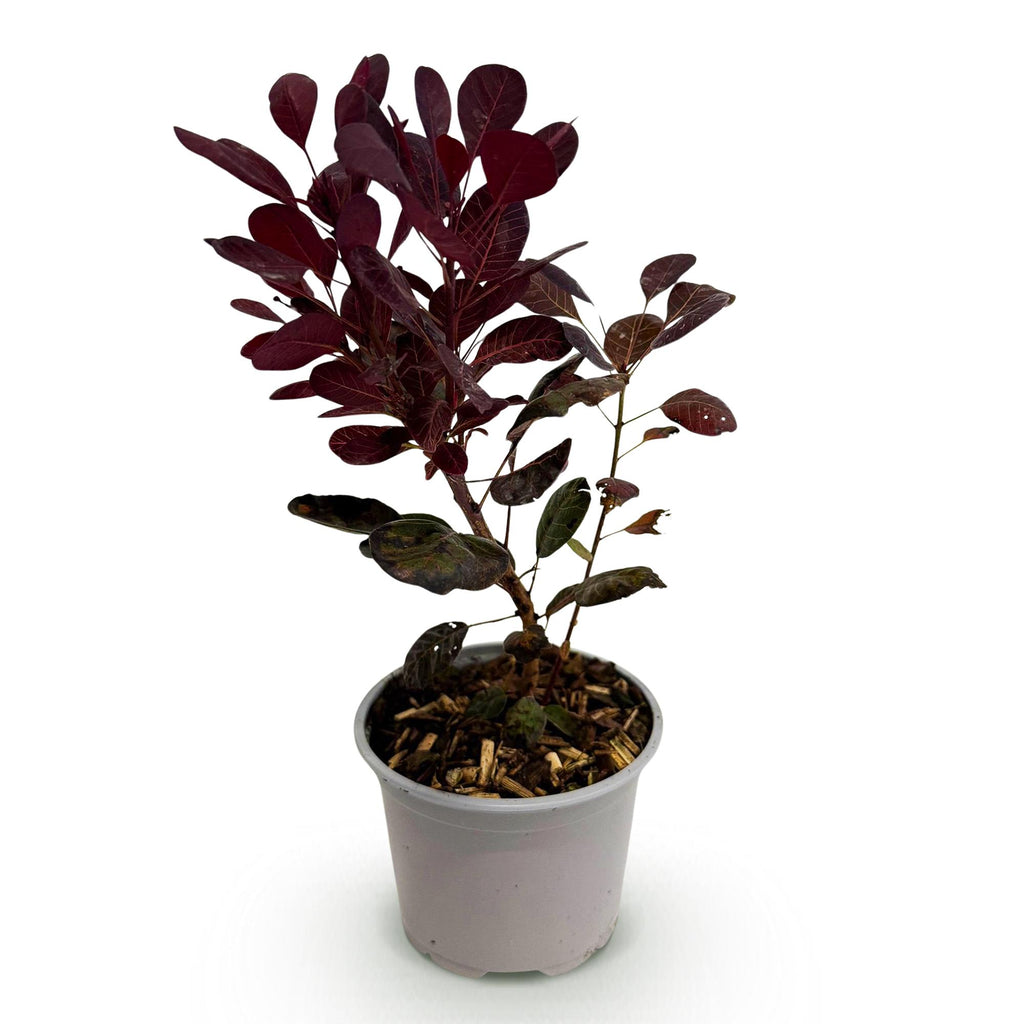 Cotinus coggyria Lilla, compacte plant