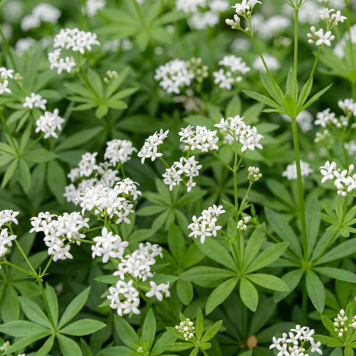 Galium odoratum - Walstro - Bodembedekkend - Wit, plant in kweekpot