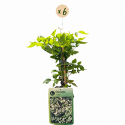 Clematis vitalba - inheemse bosrank - set van 6 - Ø9 cm