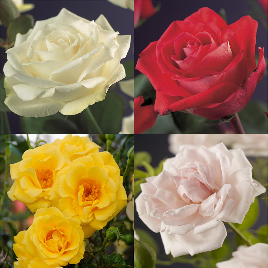 Rosa Rainbow, kenmerkend blad
