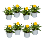 8x Coreopsis Grandiflora, plant in pot