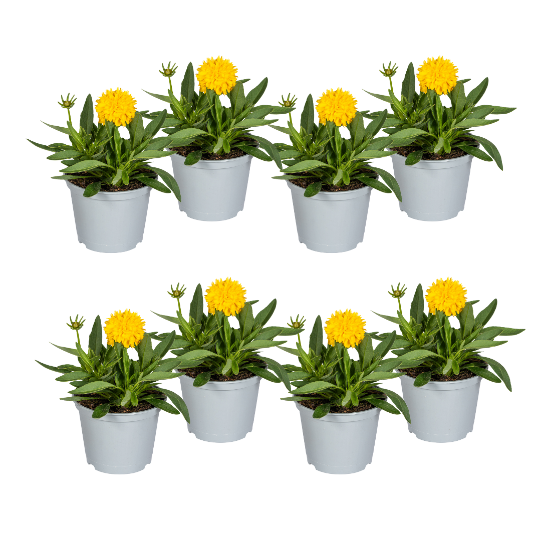 8x Coreopsis Grandiflora, plant in pot
