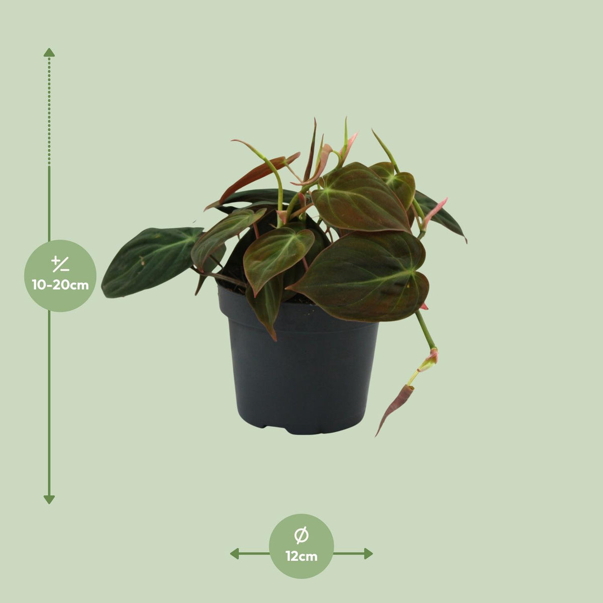 Detailfoto van Philodendron Micans