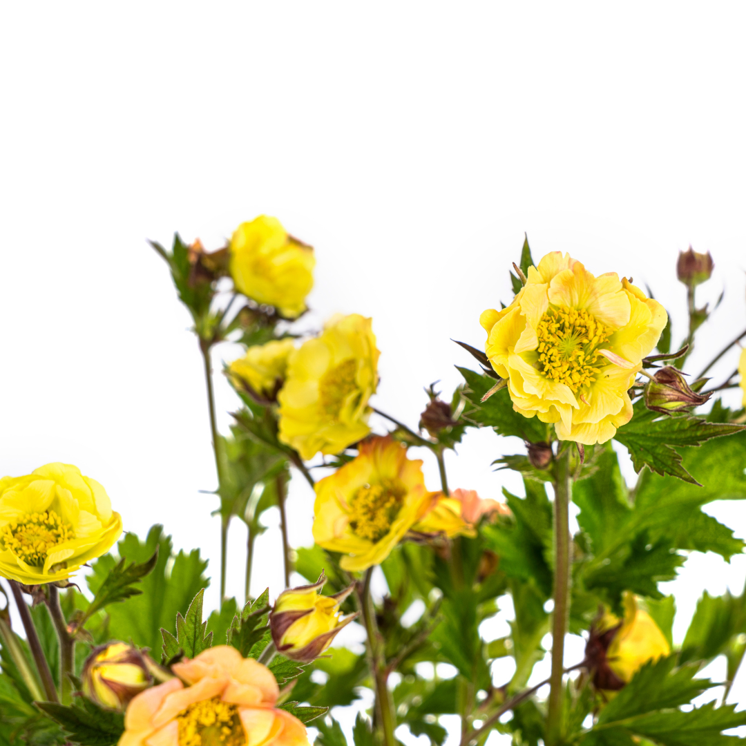 Geum Rivale Yellow, kenmerkend blad