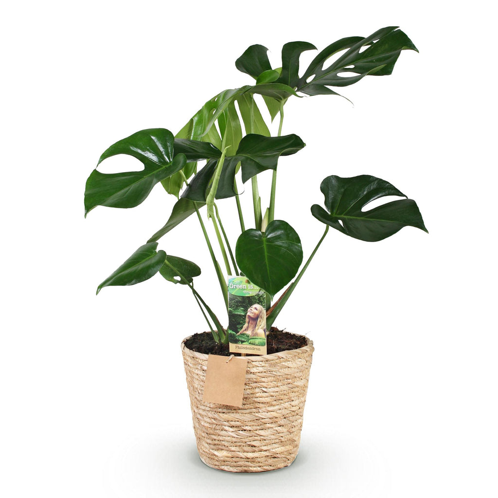 Monstera Deliciosa, kenmerkend blad