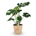 Monstera Deliciosa, kenmerkend blad