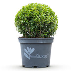 BetterBuxus Skylight, schimmelresistente buxusvervanger, pot 23 cm, detail van het blad