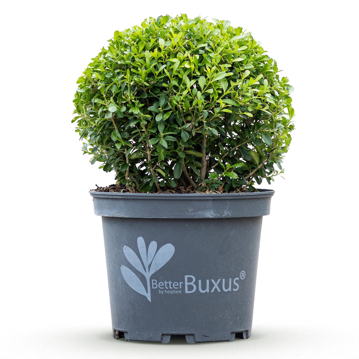 BetterBuxus Skylight, schimmelresistente buxusvervanger, pot 23 cm, detail van het blad