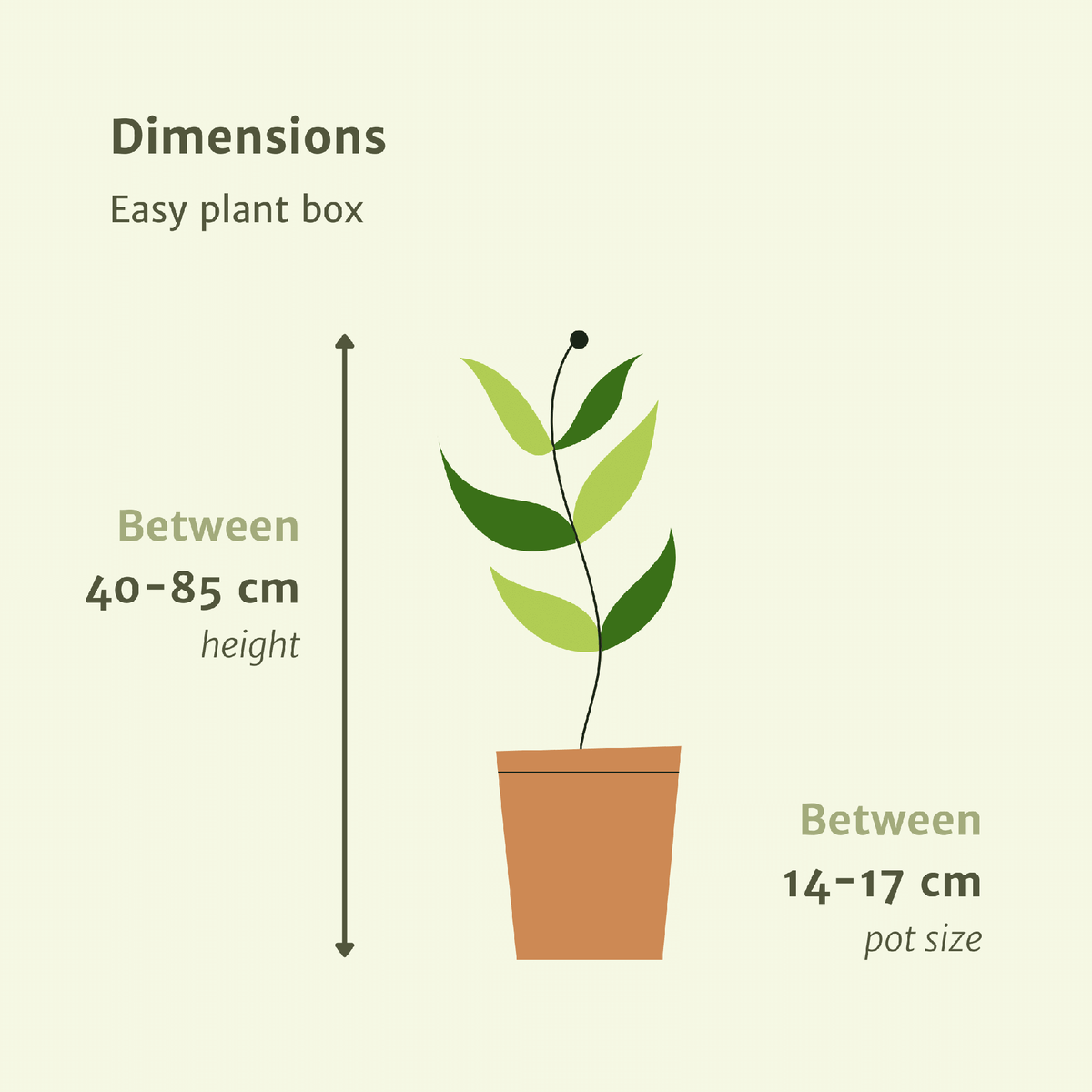 Detailfoto van Makkelijke plantenbox - 4 kamerplanten - Diverse hoogtes