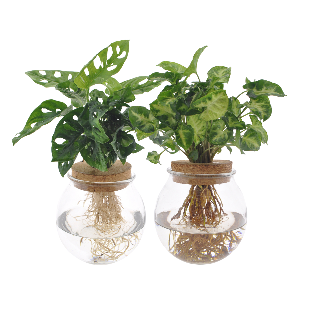 Productfoto van Bolglas Duo Monstera Adansonii/Syngonium Green  - 2 stuks