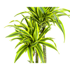 Dracaena Deremensis Lemon Lime, groeiwijze van de plant