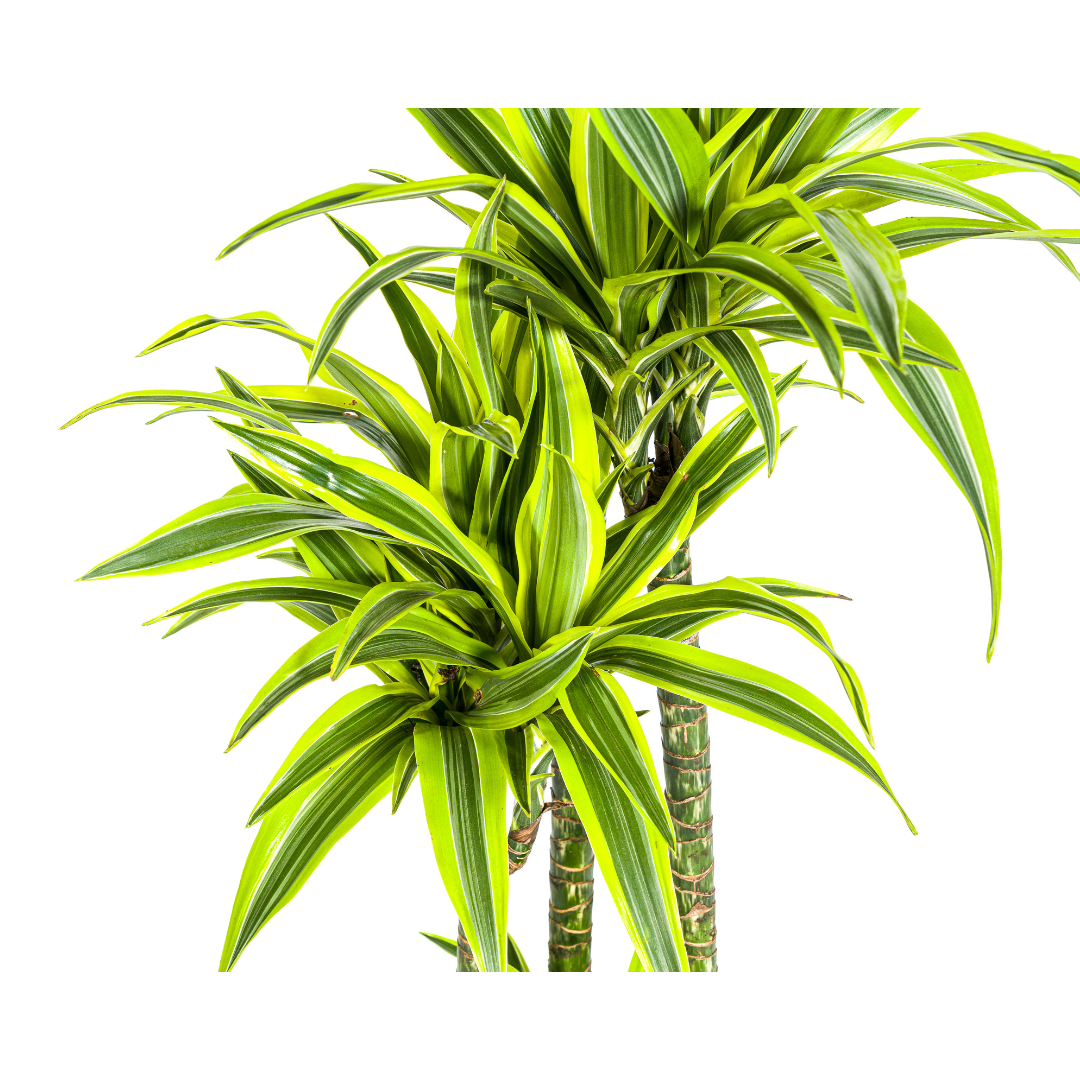 Dracaena Deremensis Lemon Lime, groeiwijze van de plant