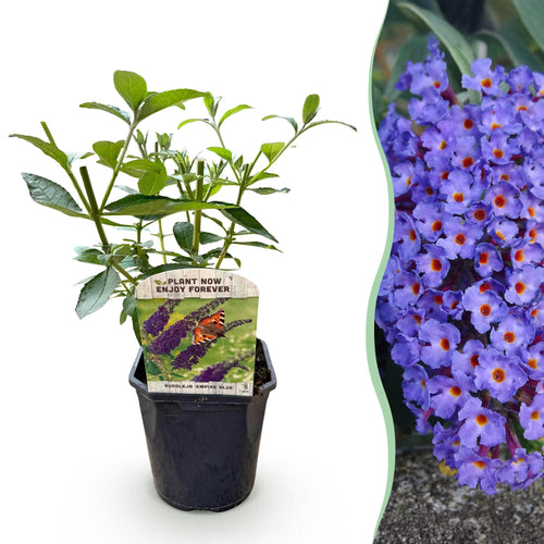 Buddleja davidii Empire Blue, plant in pot