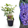 Buddleja davidii Empire Blue