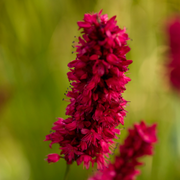 12x Persicaria a. &