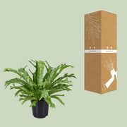 Asplenium Nidus Crissie