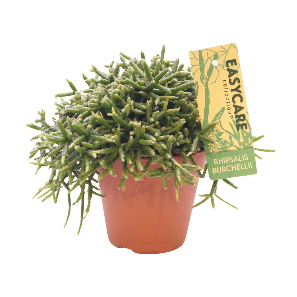 Detailfoto van Rhipsalis Burchellii
