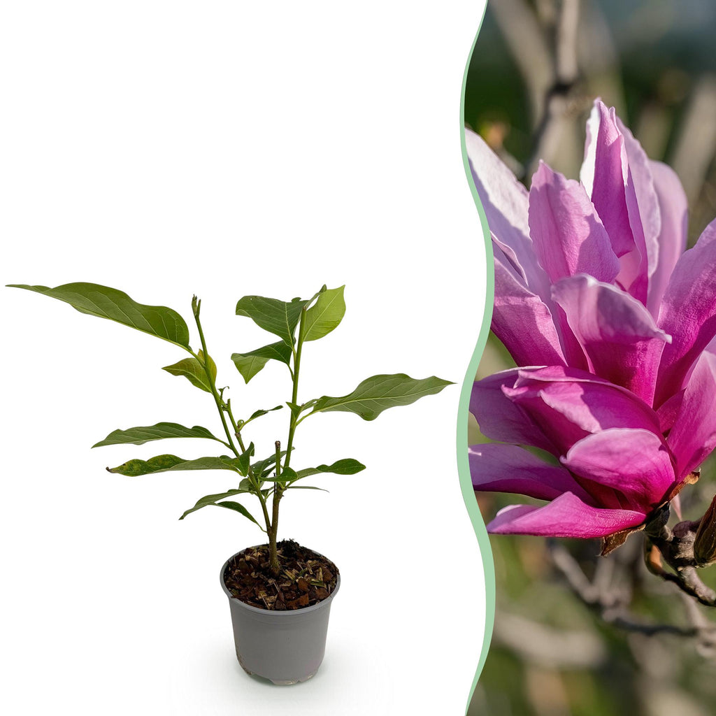 Magnolia liliiflora Nigra, detail van het blad