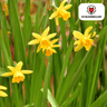 Narcis 'Tête-à-Tête' bloembollen, vroegbloeiend, 25 stuks