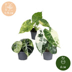 3x Baby Alocasia Tricolour Variegata - Groen - Zwart - Variegata - Tropisch - Ø6cm - ↕5-15cm, groeiwijze van de plant