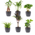 Tropische miniplanten met pot Boule antraciet, set van 6, plant in pot
