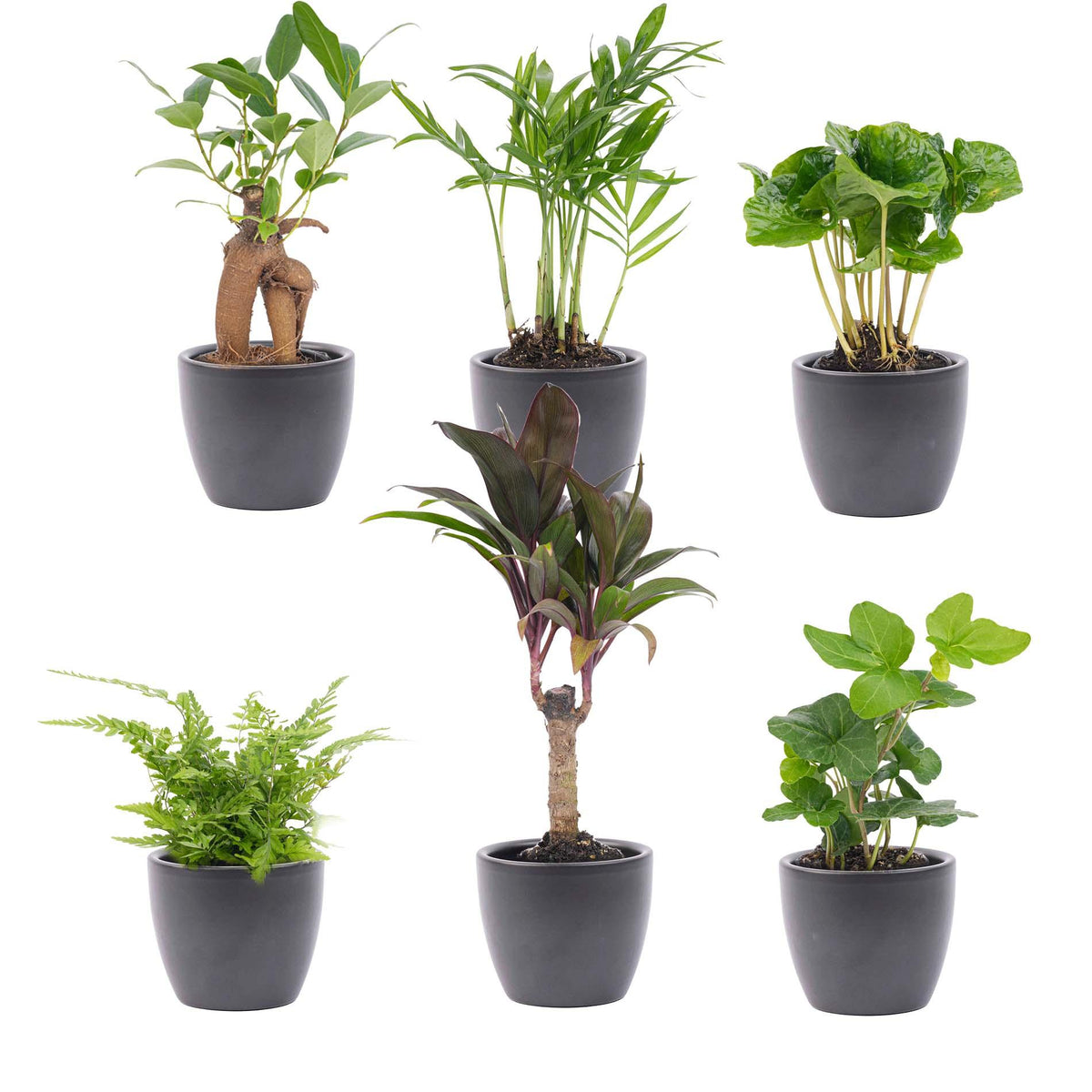 Tropische miniplanten met pot Boule antraciet, set van 6, plant in pot