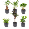 Tropische miniplanten met pot Boule antraciet, set van 6