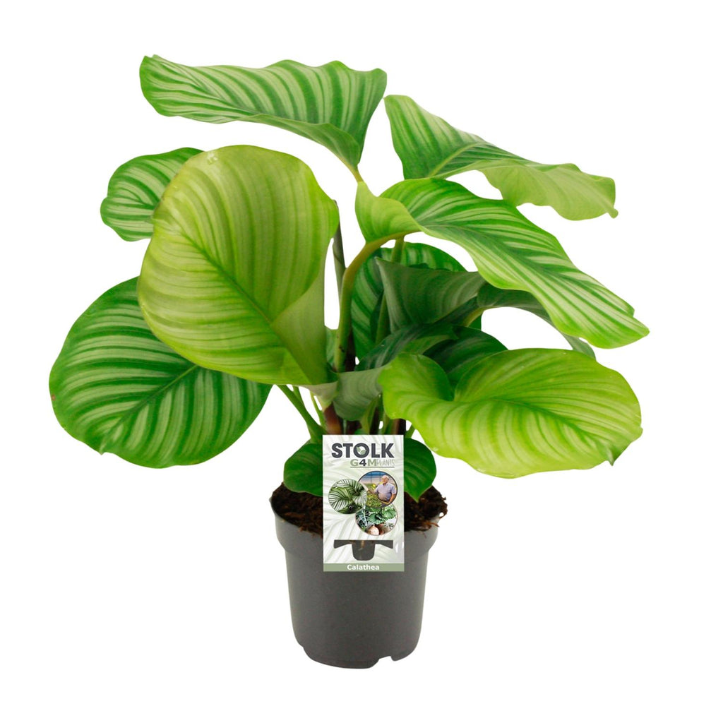 Calathea Orbifolia, plant in pot