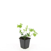 Vinca major
