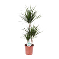 Productfoto van Dracaena marginata, drakenbloedboom, 115 cm hoog