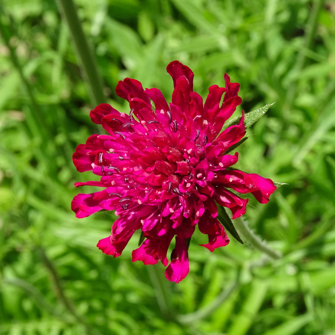 Knautia macedonica, compacte plant