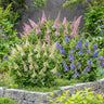 Buddleja davidii Butterfly Candy Little Tricolour