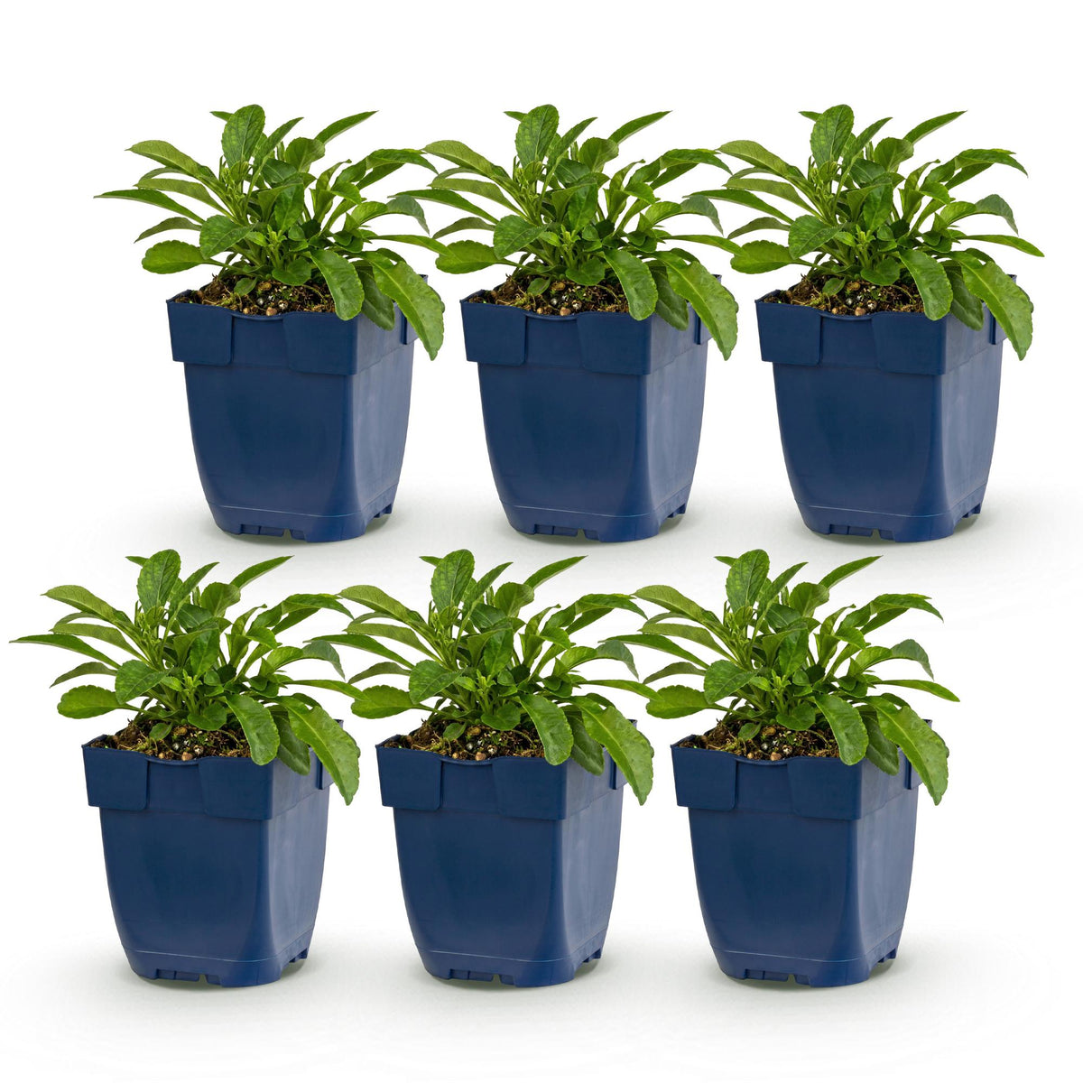 Perzikbladklokje Campanula Duo, blauw en wit, plant in pot