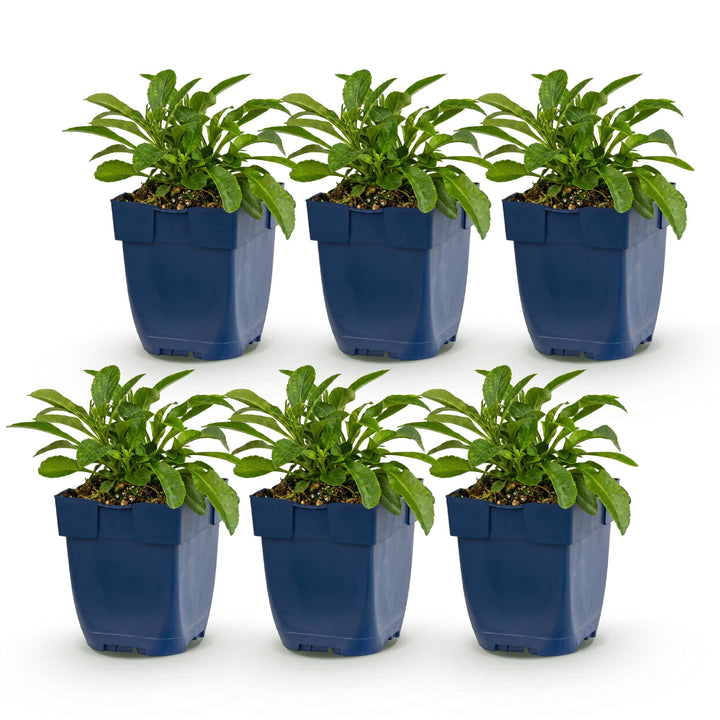 Perzikbladklokje Campanula Duo, blauw en wit, 6 stuks