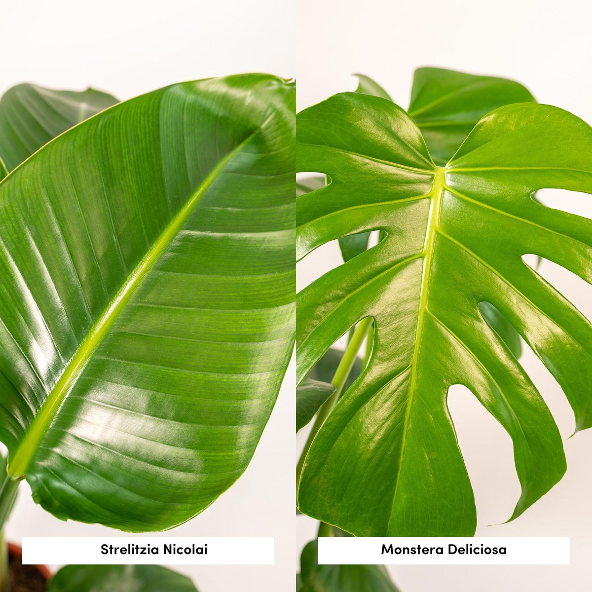 Detailfoto van Strelitzia Nicolai