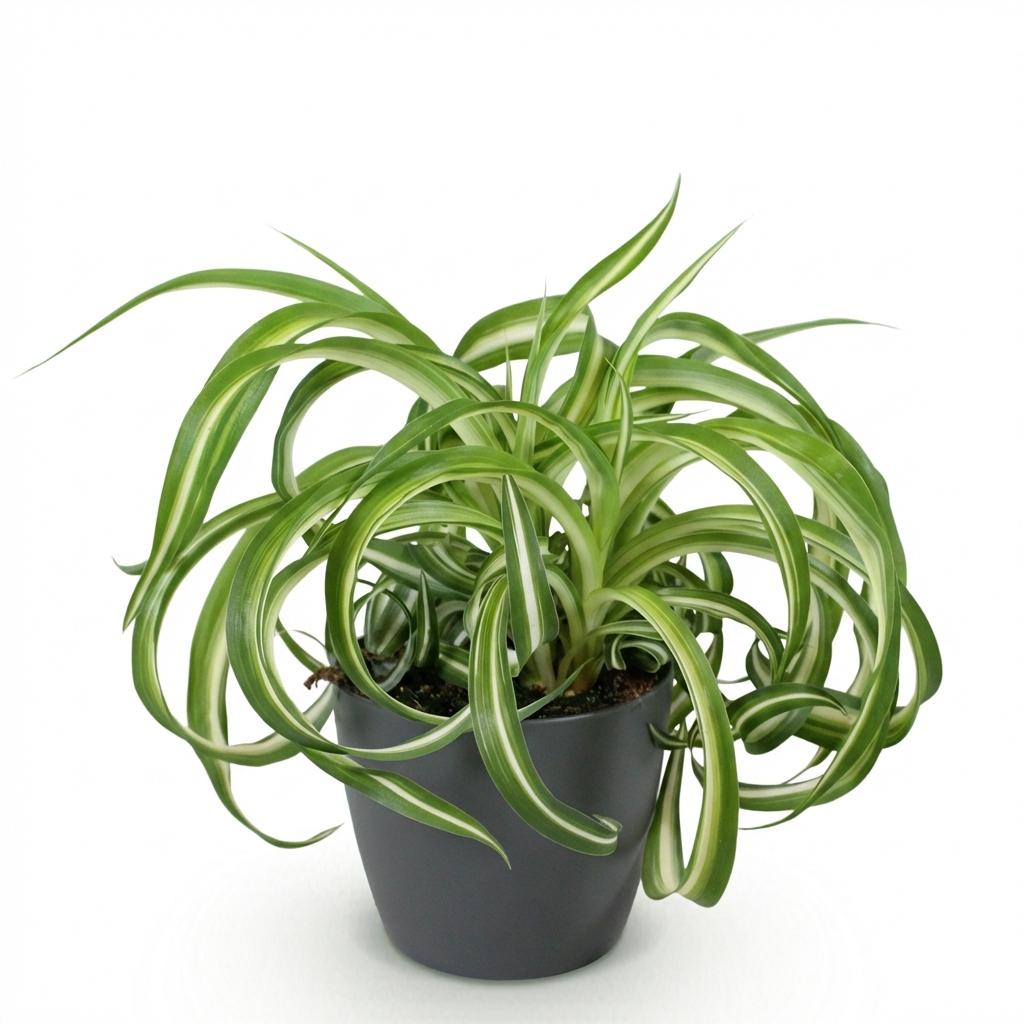 Chlorophytum comosum Bonnie met grijze pot, kenmerkend blad