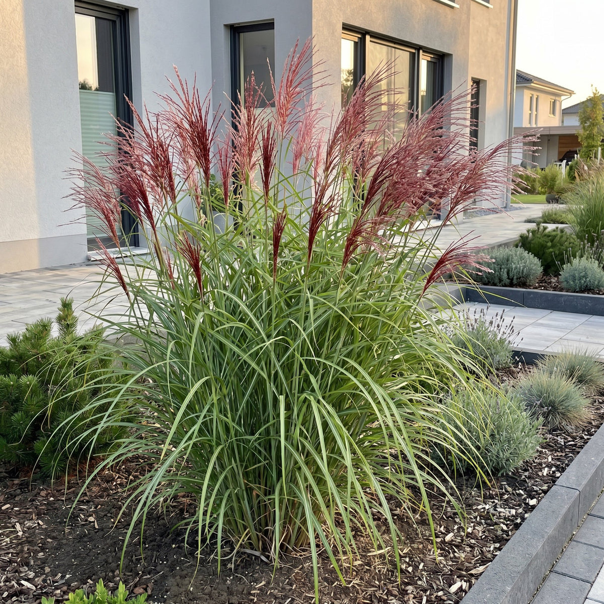 Miscanthus sin. Red Chief - Prachtriet - Met Pluim, plant voor binnen
