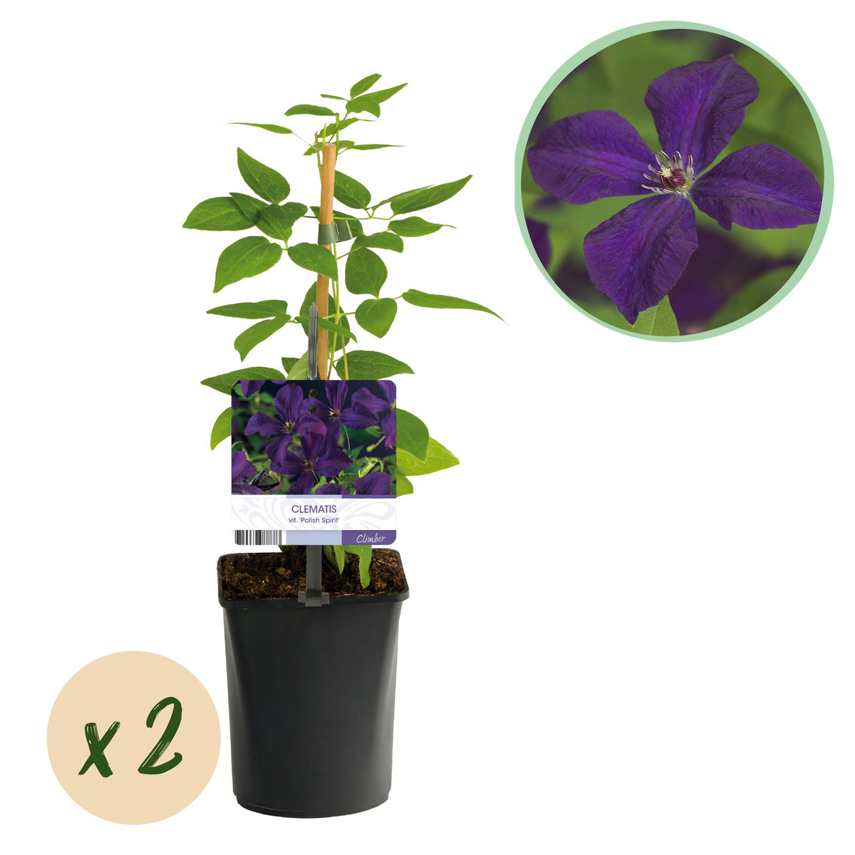 Clematis vit. Polish Spirit, plant in pot