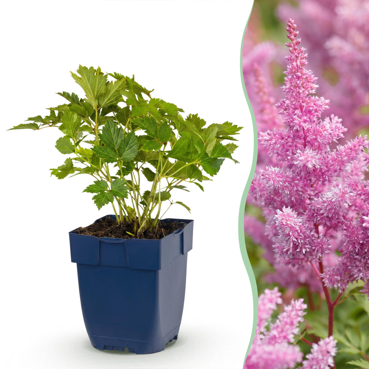 Pluimspirea chin. Pumila, detail van het blad