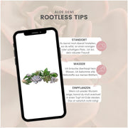 Rootless Echeveria mini mix - kweekdoos