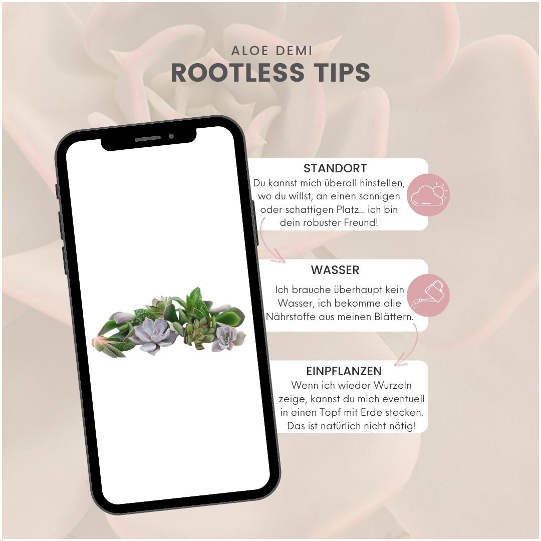 Rootless Echeveria mini mix - kweekdoos, groeiwijze van de plant