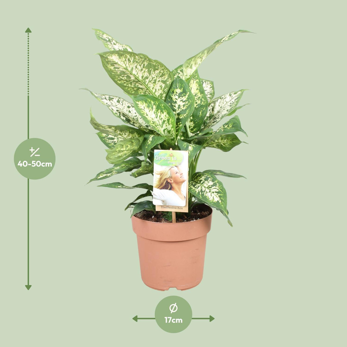 Detailfoto van Dieffenbachia Compacta
