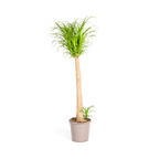 Beaucarnea Recurvata Stam, plant in pot
