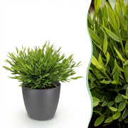 Pogonatherum Monica - Kamerbamboe - Met grijze pot