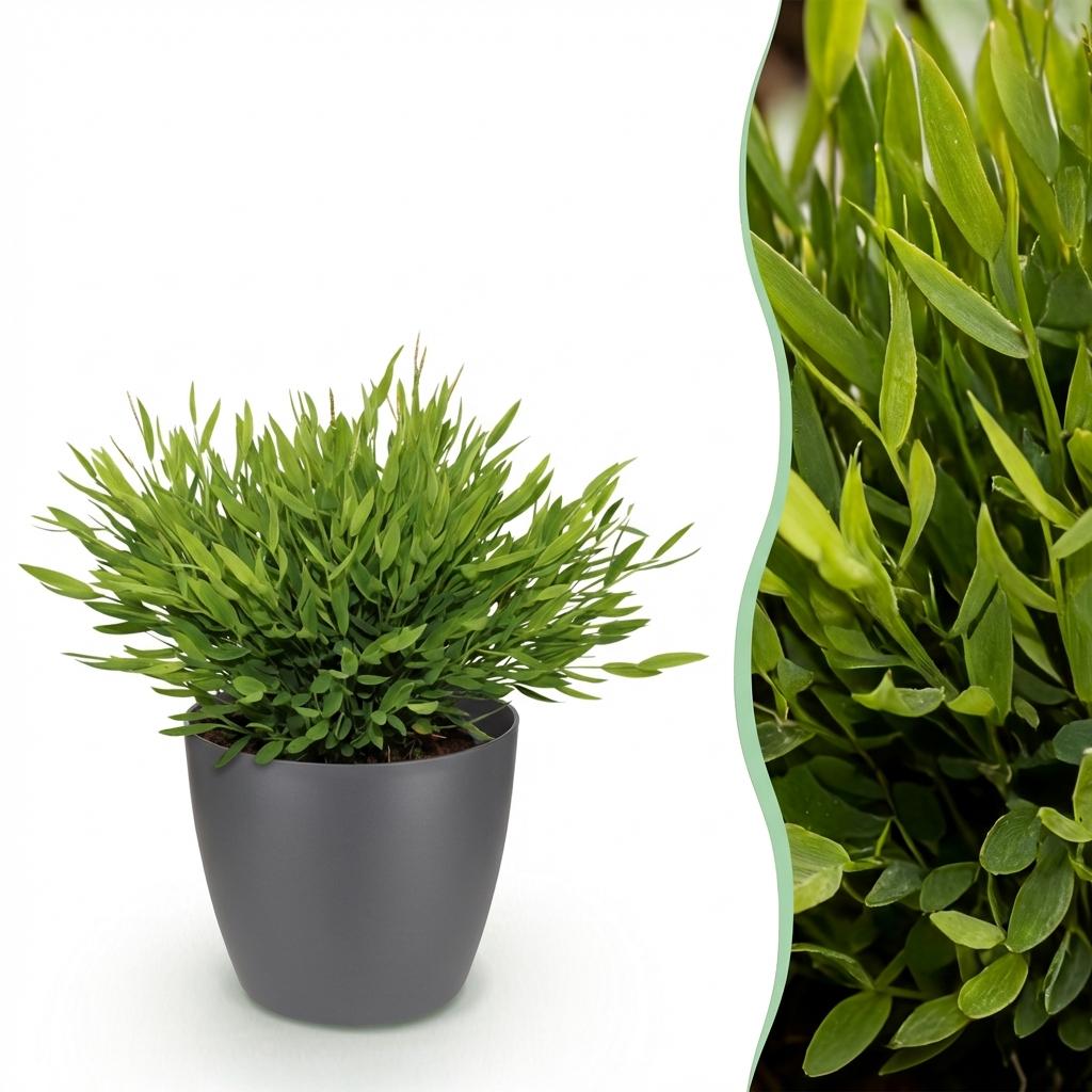 Pogonatherum Monica - Kamerbamboe - Met grijze pot, detail van het blad