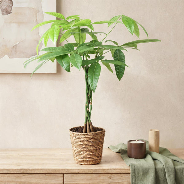 Pachira Aquatica gevlochten stam, 60-70 cm hoog