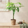 Pachira Aquatica gevlochten stam, 60-70 cm hoog