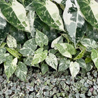 3x Baby Variegata Mix - Diversen - Tropisch - incl. Linnea Honey - Ø6cm - ↕10-15cm, groene bladeren